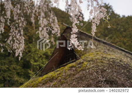 在駒神社,駒家故居駒神社內的垂枝櫻花樹。 在駒神社,駒家故居駒神社內的垂枝櫻花樹。 140282972