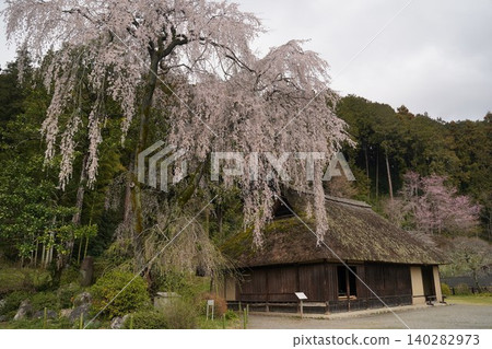 Weeping cherry tree at the former Koma family residence of Koma Shrine Weeping cherry tree at the former Koma family residence of Koma Shrine 140282973