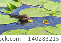 Close up photo of a muskrat swimming in a pond among green lily pads and yellow water lilies 140283215