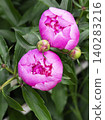 Close up photo of two pink peony flowers in partial bloom with layered petals and vivid coloration. 140283216