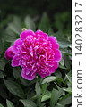Close up photo of two pink peony flowers in partial bloom with layered petals and vivid coloration. 140283217