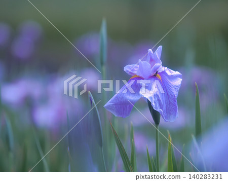 Beautiful irises 140283231