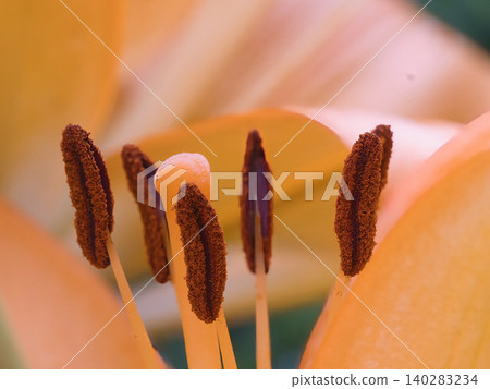 The stamens and pistils of a lily The stamens and pistils of a lily 140283234