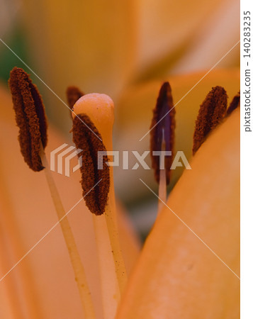 Lily stamens Lily stamens 140283235