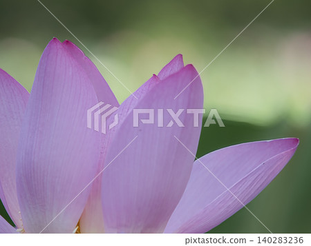 Landscape with lotus flowers Landscape with lotus flowers 140283236