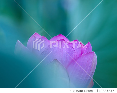 蓮花,純潔的花 蓮花,純潔的花 140283237