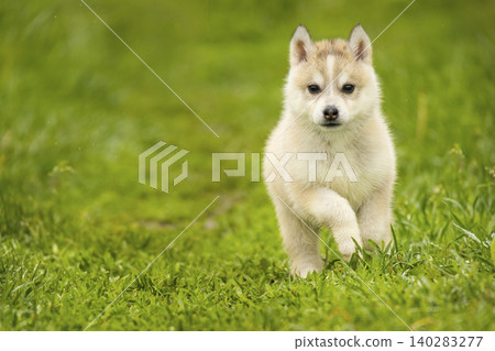 Small Siberian husky puppy running on wet green grass outdoors. Cute fluffy baby dog playing in park 140283277