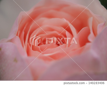 羅斯（英國遺產，20260515062204） 140283406