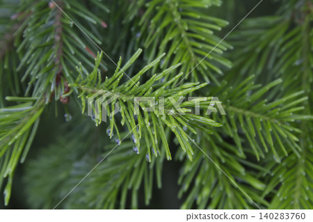 Fir Tree Needles with Raindrops Closeup Fir Tree Needles with Raindrops Closeup 140283760