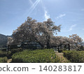 藍天下，一棵櫻花樹正值盛花期，陽光透過樹葉灑下斑駁的光影。 140283817