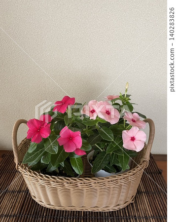 長春花 長春花 140283826