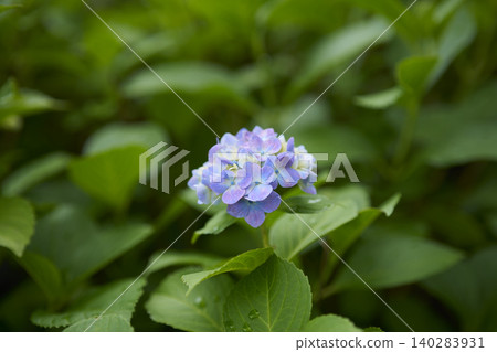 hydrangea hydrangea 140283931
