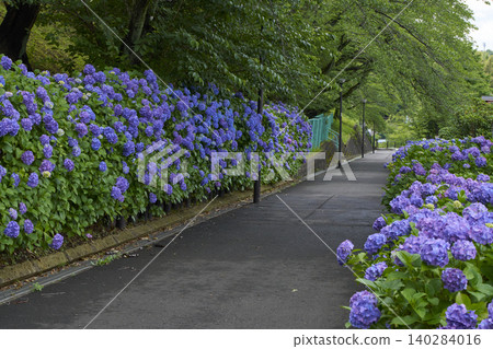hydrangea hydrangea 140284016