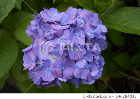  hydrangea 140284035