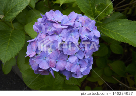hydrangea hydrangea 140284037