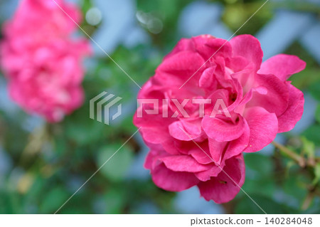 Colorful roses that heal the hearts of many people Colorful roses that heal the hearts of many people 140284048