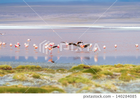 Wild flamingos fly at Laguna Colorada famous salt lake in Bolivia Wild flamingos fly at Laguna Colorada famous salt lake in Bolivia 140284085