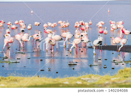 Serene flock of pink flamingo wading in Laguna Colorada Bolivia Serene flock of pink flamingo wading in Laguna Colorada Bolivia 140284086