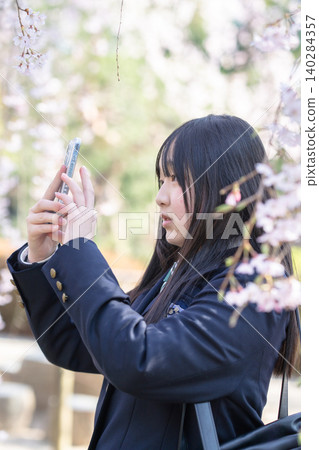 A high school girl in a blazer uniform taking a photo with her smartphone under the cherry blossoms. 140284357