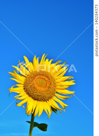 Sunflower flower blooming in the blue sky Sunflower flower blooming in the blue sky 140284373