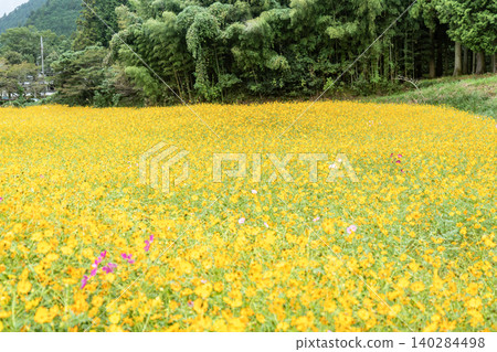 一望無際的黃色波斯菊花田。 一望無際的黃色波斯菊花田。 140284498
