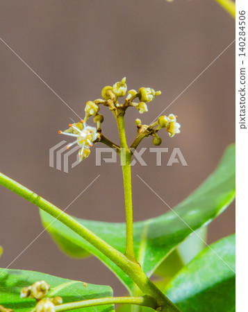 荔枝花 140284506