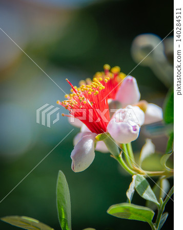 Feijoa's flower Feijoa's flower 140284511