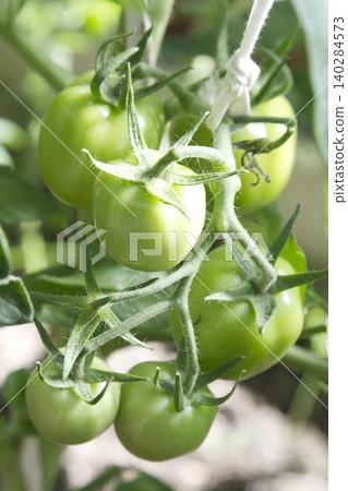 Unripe Green Tomatoes on Vine in Greenhouse Closeup Unripe Green Tomatoes on Vine in Greenhouse Closeup 140284573