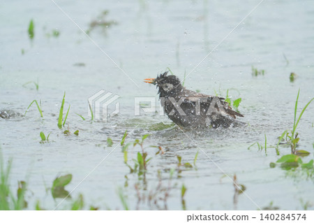 A starling taking a bath. A starling taking a bath. 140284574