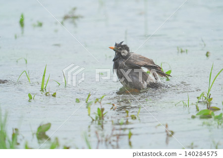 A starling taking a bath. 140284575