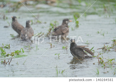 芥末在水中曬太陽 芥末在水中曬太陽 140284581