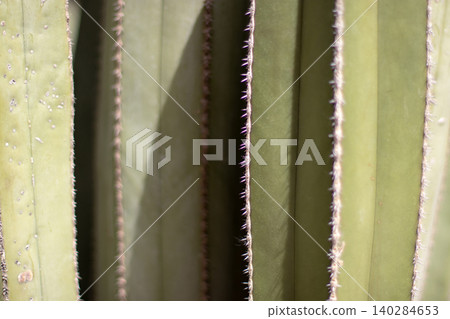 Abstract cactus ribs with spines in geometric light and shadow pattern Abstract cactus ribs with spines in geometric light and shadow pattern 140284653