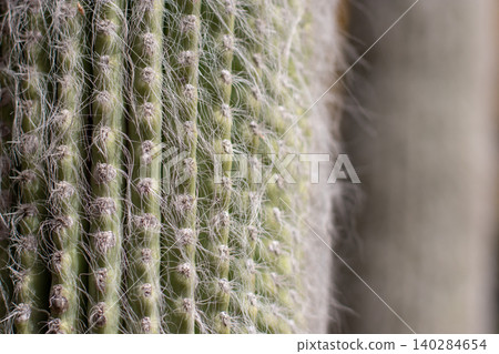 Macro ribbed cactus texture with soft fibers and natural patterns Macro ribbed cactus texture with soft fibers and natural patterns 140284654