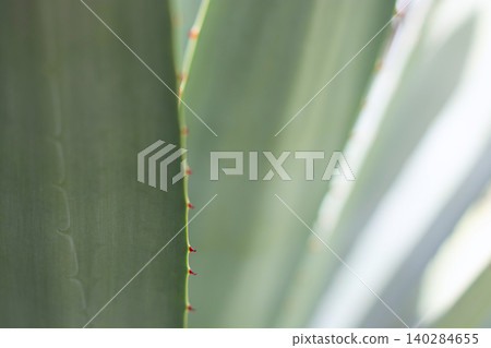 Glaucous agave leaves glowing in soft sunlight with red marginal spines Glaucous agave leaves glowing in soft sunlight with red marginal spines 140284655