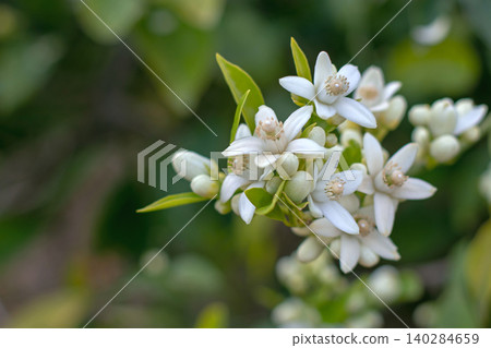Fragrant orange blossom cluster with buds and young citrus leaves Fragrant orange blossom cluster with buds and young citrus leaves 140284659