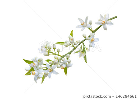 Orange blossom garland branch with flowers buds and fresh leaves isolated Orange blossom garland branch with flowers buds and fresh leaves isolated 140284661