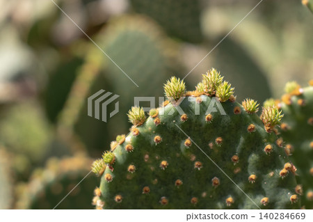 Abstract prickly pear cactus background with light and shadow patterns 140284669