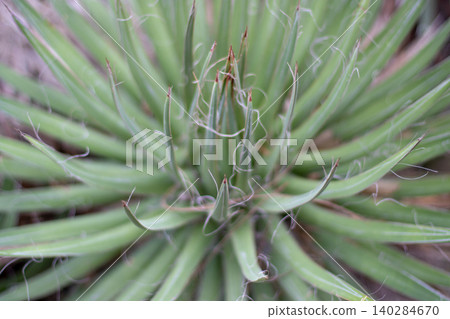Agave filifera rosette with curled white fibers and selective focus Agave filifera rosette with curled white fibers and selective focus 140284670