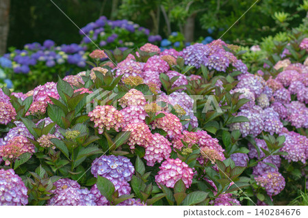 Purple Hydrangea macrophylla blooms with dark hydrangeas in background Purple Hydrangea macrophylla blooms with dark hydrangeas in background 140284676