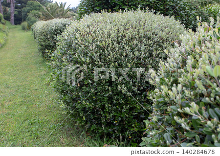Shaped Metrosideros excelsa shrubs lining a garden pathway Shaped Metrosideros excelsa shrubs lining a garden pathway 140284678