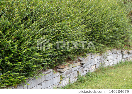 Lonicera nitida hedge on stone retaining wall in ornamental garden Lonicera nitida hedge on stone retaining wall in ornamental garden 140284679