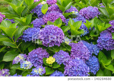 Blooming blue and purple Hydrangea macrophylla shrub with colorful flowers Blooming blue and purple Hydrangea macrophylla shrub with colorful flowers 140284680