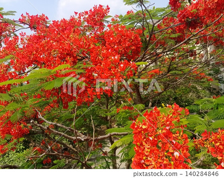 colorful trees in autumn, Blooming delonix regia tree, Vibrant red royal poinciana flowers, Flamboyant tree in bloom colorful trees in autumn, Blooming delonix regia tree, Vibrant red royal poinciana flowers, Flamboyant tree in bloom 140284846