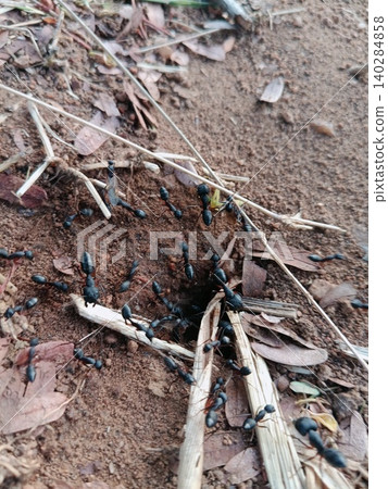 green grass on the ground, Ants moving near ground nest, Black insect colony on brown dirt, Close up of ant hill entrance 140284858