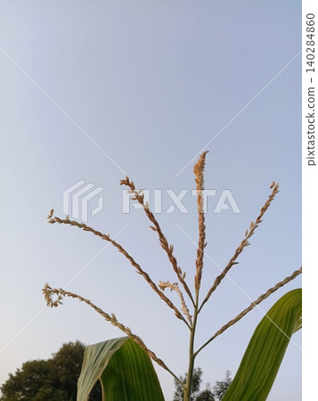 green grass on blue sky background, Corn tassel branch silhouette, Zea mays inflorescence at dusk, Agriculture crop close up green grass on blue sky background, Corn tassel branch silhouette, Zea mays inflorescence at dusk, Agriculture crop close up 140284860