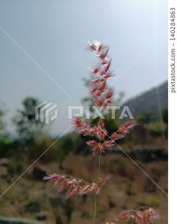 pink flowers in the mountains, Pink feathery grass, Wild flower head, Ornamental plant in sunlight pink flowers in the mountains, Pink feathery grass, Wild flower head, Ornamental plant in sunlight 140284863