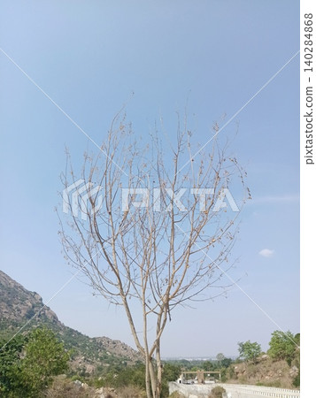 tree on the beach, Bare branched tree, Single tree in landscape, Leafless tree against sky tree on the beach, Bare branched tree, Single tree in landscape, Leafless tree against sky 140284868