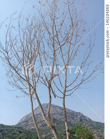 tree on the blue sky, Bare branched tree against mountain, Single tree, Leafless branches tree on the blue sky, Bare branched tree against mountain, Single tree, Leafless branches 140284869