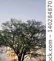 tree in the evening, Silhouette of large tree at sunset, Tree canopy against evening sky, Majestic tree trunk and branches 140284870
