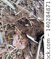 dry grass on the ground, Black ants moving near nest entrance, Camponotus ants on soil ground, Worker ants foraging 140284871